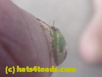 /home//u458753944/public_html/sourcegallery///////////Insects and small critters/aphids cicadas lanternflies and true bugs (Hemiptera)/P1140049.JPG